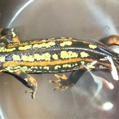【厳選個体】超激レア全身金箔個体！！オキナワシリケンイモリの画像