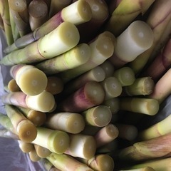 たけのこ タケノコ 竹の子 根曲がり竹 約5kg 食品の画像