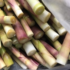 たけのこ タケノコ 竹の子 根曲がり竹 約5kg 食品の画像