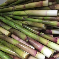 たけのこ タケノコ 竹の子 根曲がり竹 約5kg 食品の画像