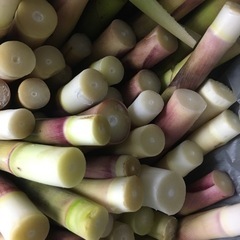 たけのこ タケノコ 竹の子 根曲がり竹 約5kg 食品の画像