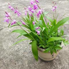 シラン　鉢植え