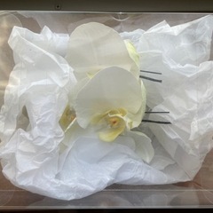 髪飾り/結婚式/小物/胡蝶蘭の画像