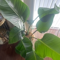 ストレリチア　観葉植物