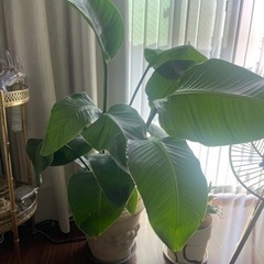 ストレリチア　観葉植物の画像