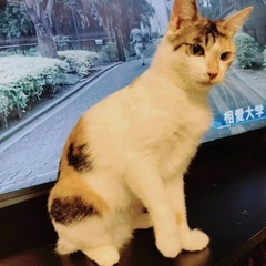 5月19日(日)🍀🐈すみれペットクリニック様にて主催『立川地域猫...