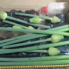 ジャンボ黒ニンニクニンニクの芽と調味料のオマケ付きの画像