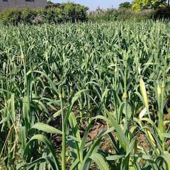 ジャンボ黒ニンニクニンニクの芽と調味料のオマケ付きの画像