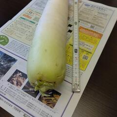 5/16収穫 大根の画像