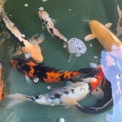 錦鯉、金魚、メダカ、飼育

