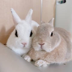 うさぎ二羽