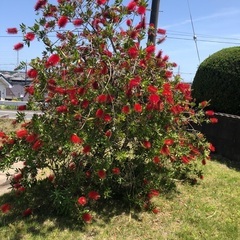 ブラシの木　植木の画像