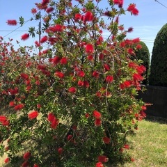 ブラシの木　植木の画像