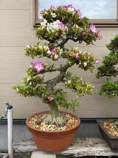 サツキ 盆栽 ②