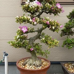 サツキ 盆栽 ②