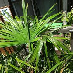 生活雑貨 家庭用品 ガーデニングの画像