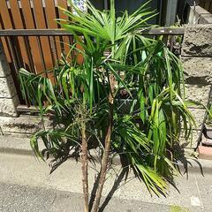 生活雑貨 家庭用品 ガーデニング