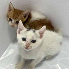 家族が決まりました　オッドアイ兄妹