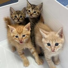 里親様きまりました　生後もうすぐ2ヵ月
