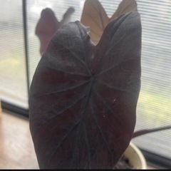 （レア ブラックカラーリーフ）コロカシア ブラックランナー  室内でも  大型になる　レア リーフガーデン   観葉植物の画像