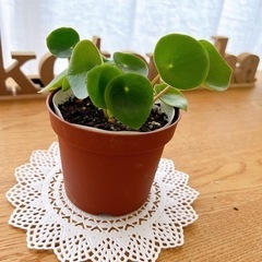 ペペロミアジェイド　土つき抜き苗