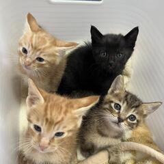 里親様きまりました　兄妹猫