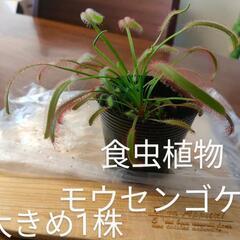 食虫植物 モウセンゴケ 大きめ1株