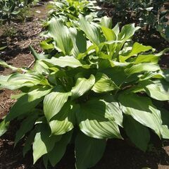 【植木・グランドカバー・庭木】ギボウシ　の画像