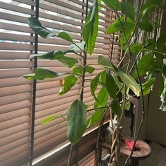 生活雑貨 家庭用品 ガーデニングの画像