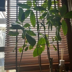 生活雑貨 家庭用品 ガーデニング