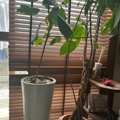 生活雑貨 家庭用品 ガーデニングの画像