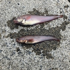 今日茨城で釣り！