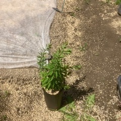 ユキヤナギ　
