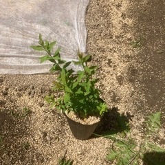 ユキヤナギ　の画像