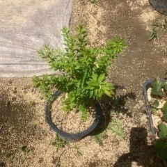 ユキヤナギ