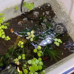 熱帯魚 プラティ 成魚稚魚 まとめてお譲りします