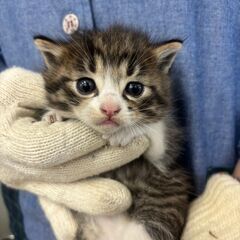 この子の家族になって下さい➡お家決まりました。ありがとうございます