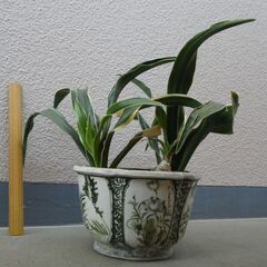 万年青２