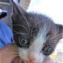 ハチワレの子猫ちゃん♡里親様募集中です。