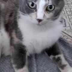 母猫と子猫の里親募集