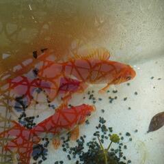 金魚「東海錦」3歳の画像