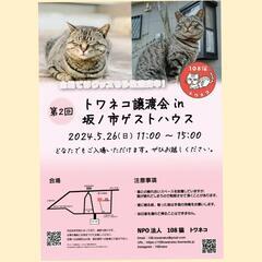 第2回保護猫譲渡会@坂ノ市ゲストハウス🏠🐱