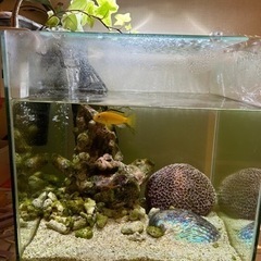 熱帯魚　水槽　アクアリウム