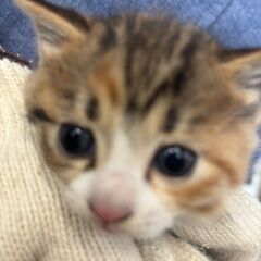 この子の家族になって下さい➡お家決まりました　ありがとうございます