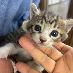 この子の家族になって下さい➡お家決まりました。ありがとうございます。