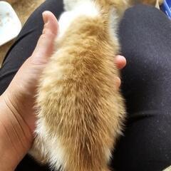 ヤス猫の女の子(決まりました。) - 猫