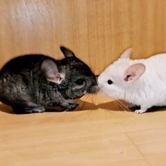 チンチラ　ベビー　男の子　