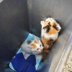 【相談中】ねこちゃん 里親募集