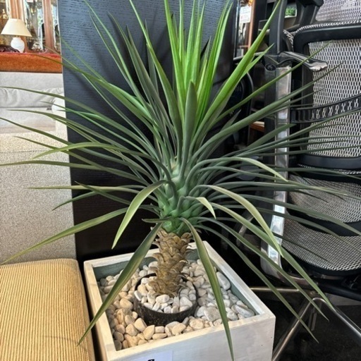 フェイクグリーン 人工植物 ハワイアン ナチュラル インテリア おしゃれ