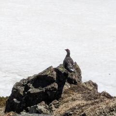 山仲間　募集